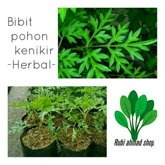 Jual Bibit Tanaman Daun Kenikir Cosmos Caudatus Shopee Indonesia