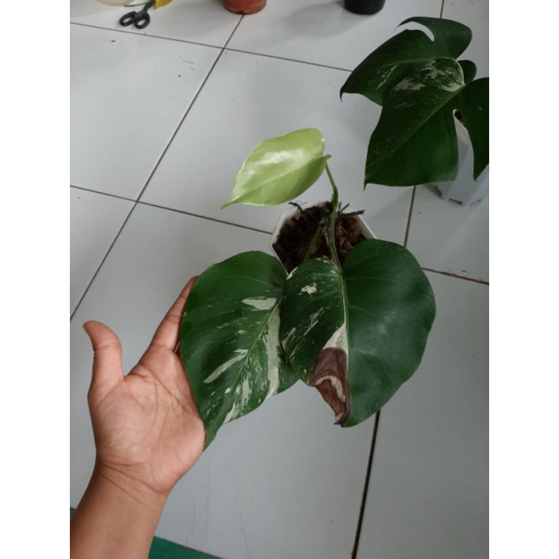 Monstera Variegata / monstera deliciosa variegata