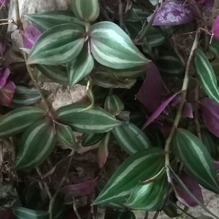 Gnc Tradescantia Blossfeldiana Herbs Plant Pokok Herba Telinga Kera Ubat Buah Pinggang 水龟草 Lazada