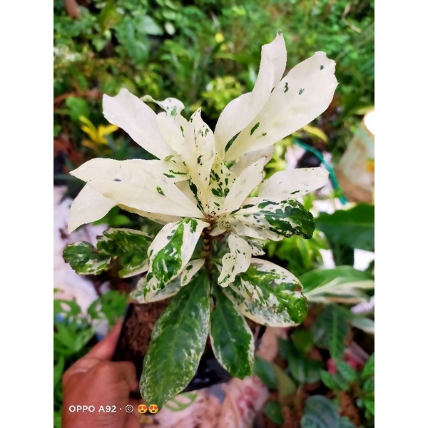 TANAMAN ASOKA VARIEGATA