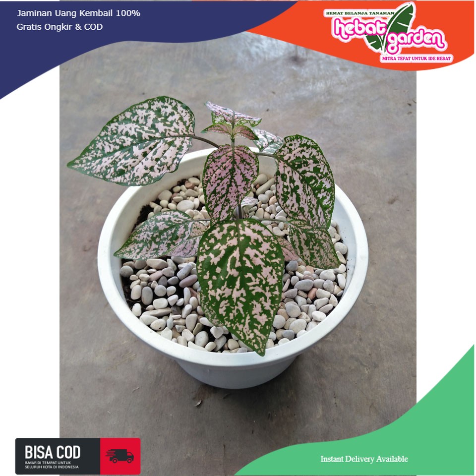 Hipoestes pink Splash - Hypoestes phyllostachya Pink Splash
