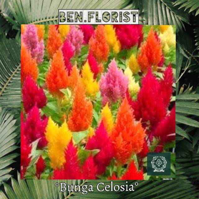 Tanaman hias Celosia