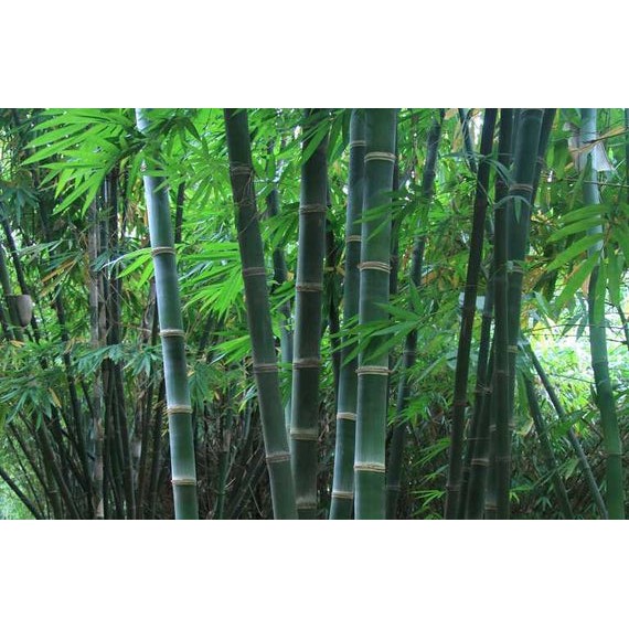 Bibit bambu hamiltoni / bibit bambu tama / Dendrocalamus hamiltonii / bambu kultur jaringan / bambu 