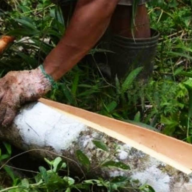 

Kulit batang kulit pohon kemiri 1 kg