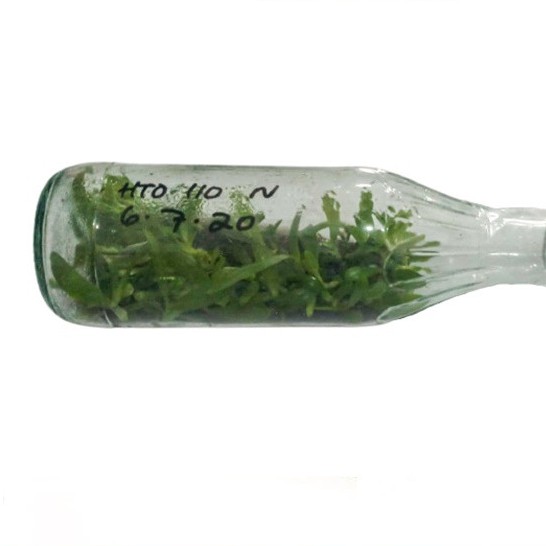 Bibit Bunga Anggrek Bulan Phalaenopsis ID Botol Persilangan