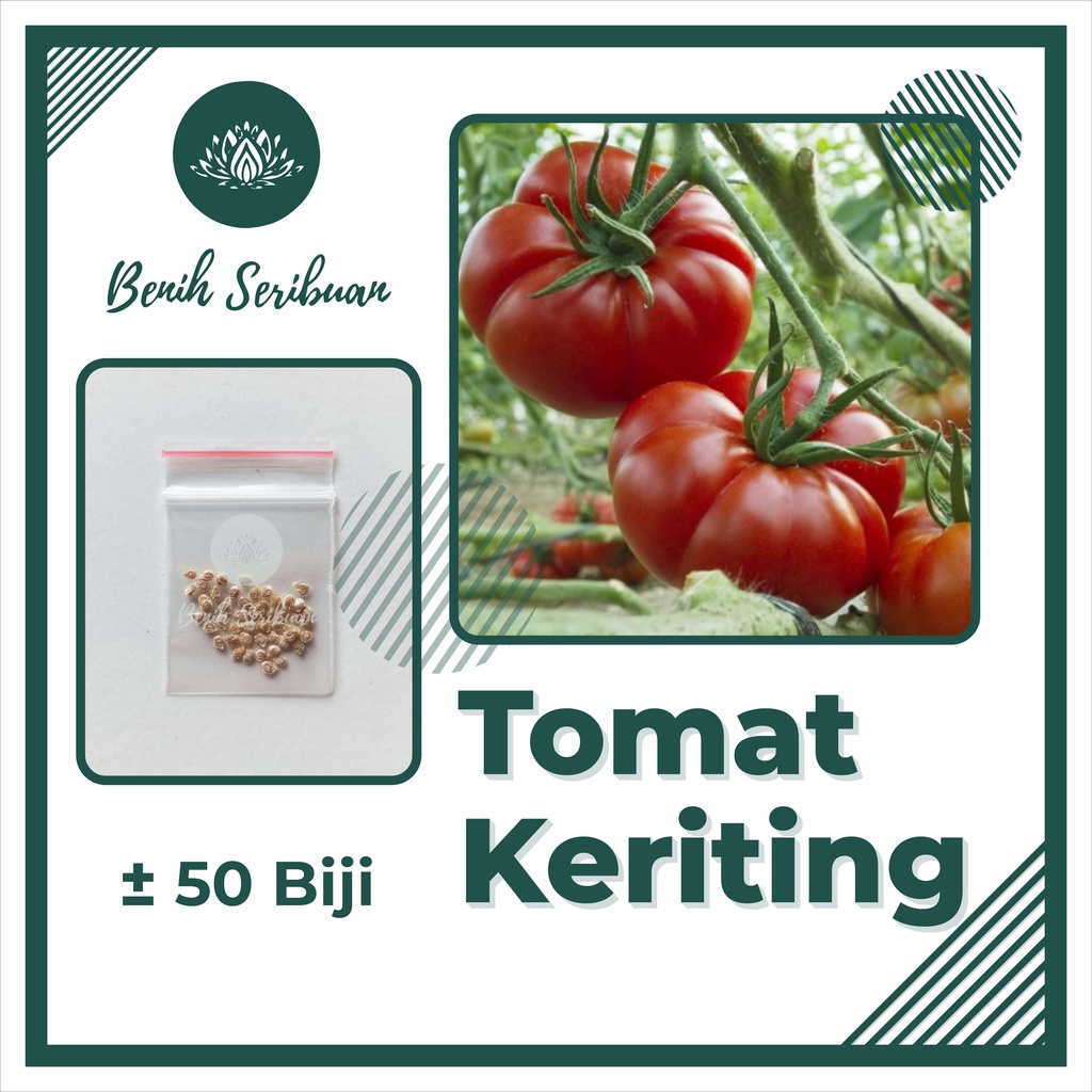 TERMURAH Bibit Sayuran Benih Sayur Paket Lengkap Tanaman Hidroponik Kangkung Bayam Cabe Sawi Unggul-TOMAT MAWAR