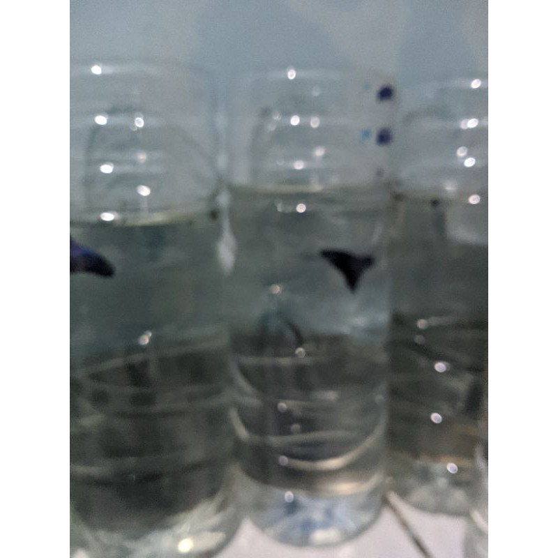 bahan ikan cupang Avatar gordon