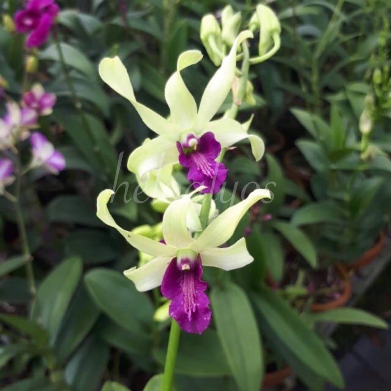 Anggrek Dendrobium Dr. Uthai