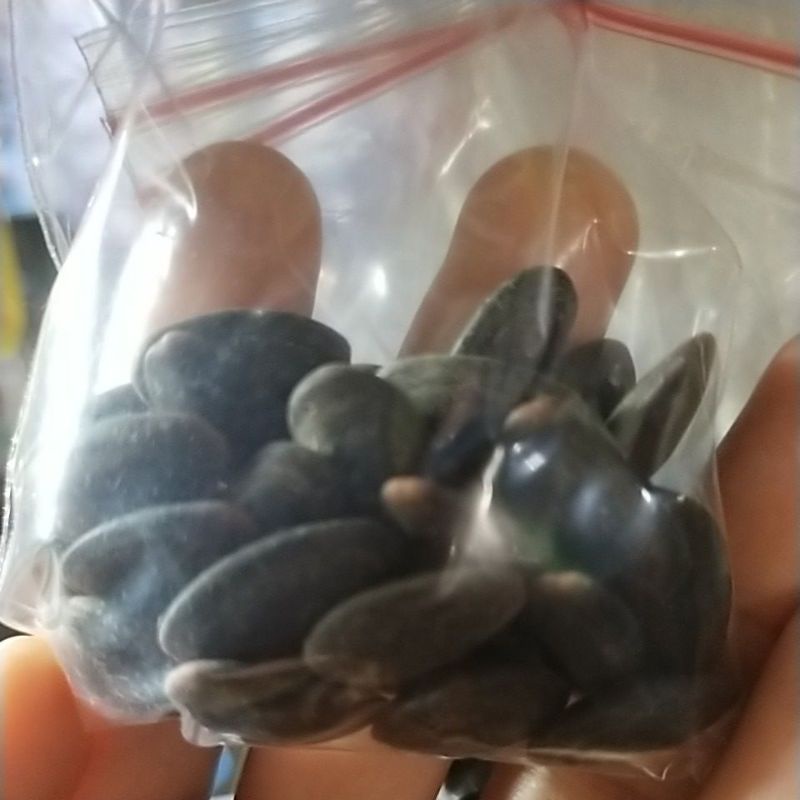 

BIJI KUPANG ATAU KEDAUNG