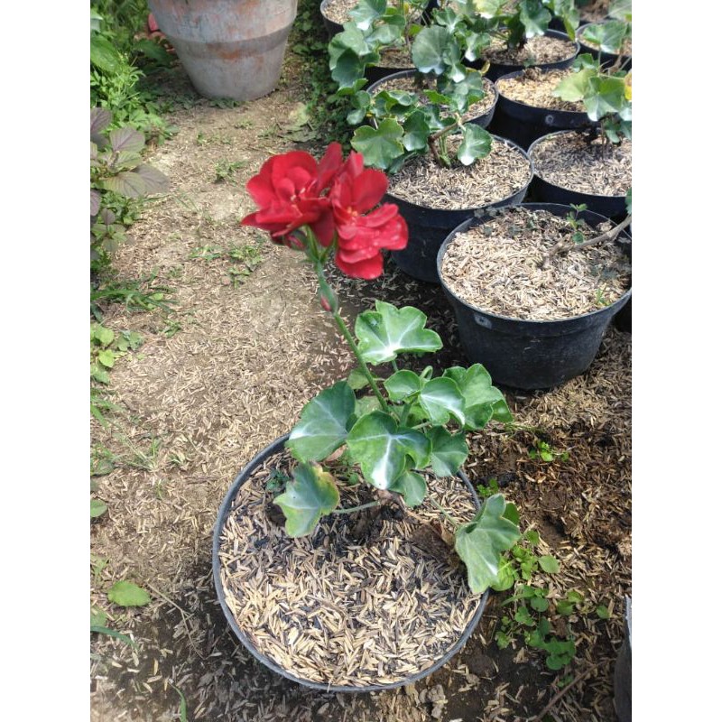 tanaman hias geranium merah