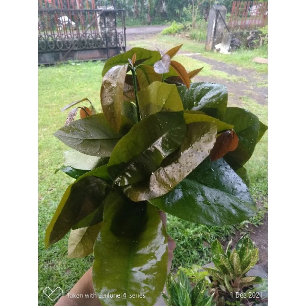 

DAUN MELINJO