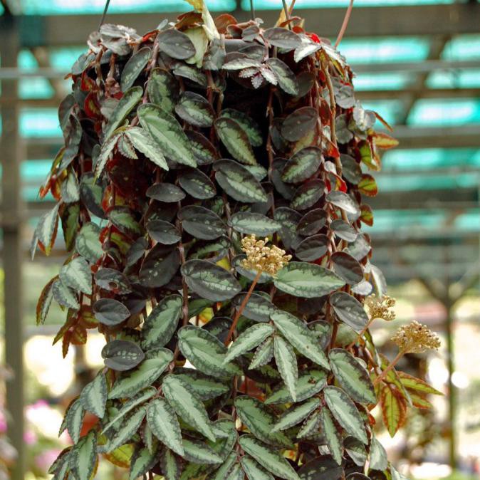 Tanaman Hias Gantung Daun - Elatostema Repens
