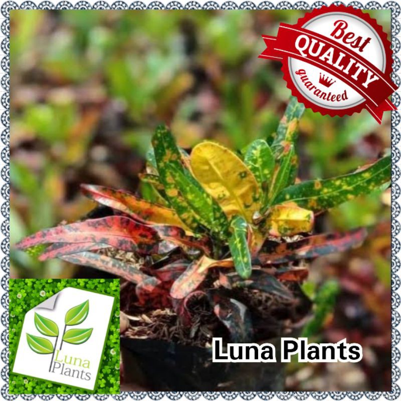 tanaman hias puring cabe merah - puring cabe - pohon puring - MURAH