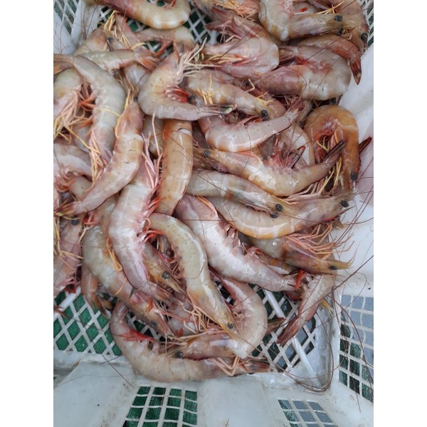 

Udang Manis