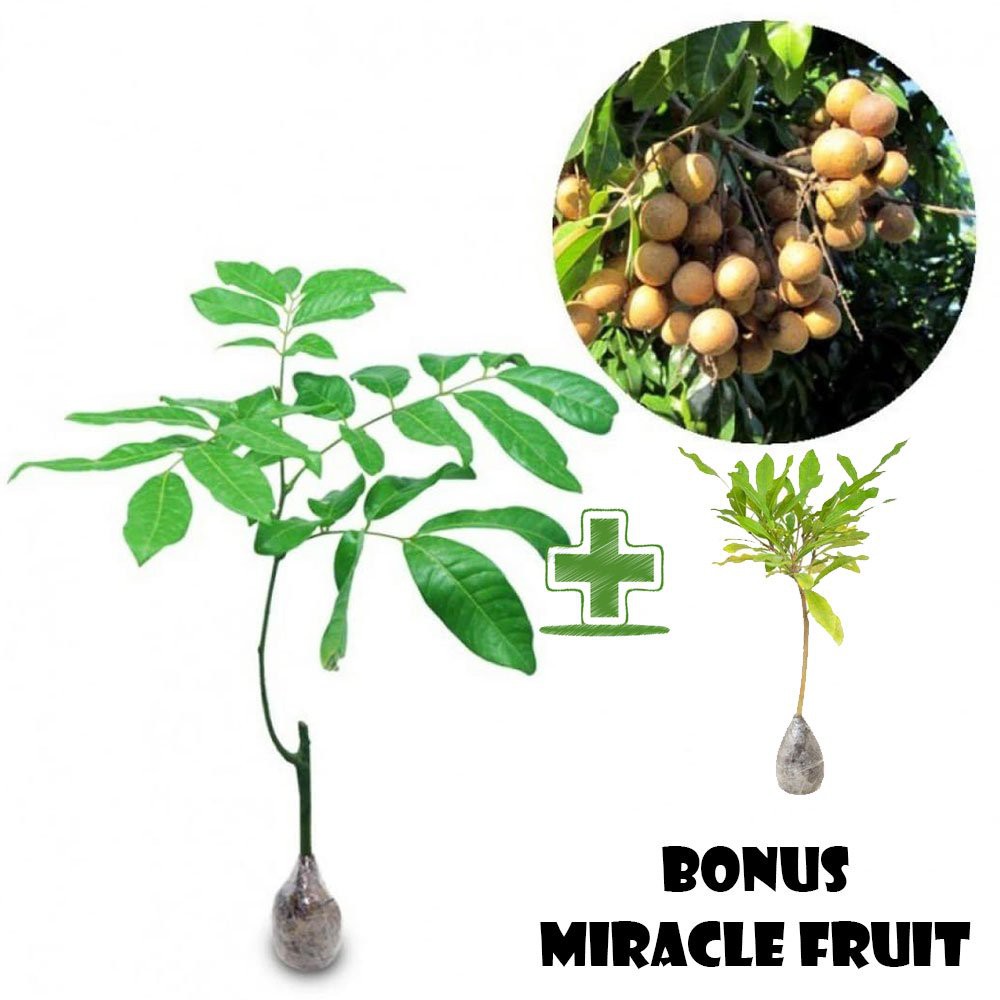 Bibit Kelengkeng Itoh BONUS Miracle Fruit