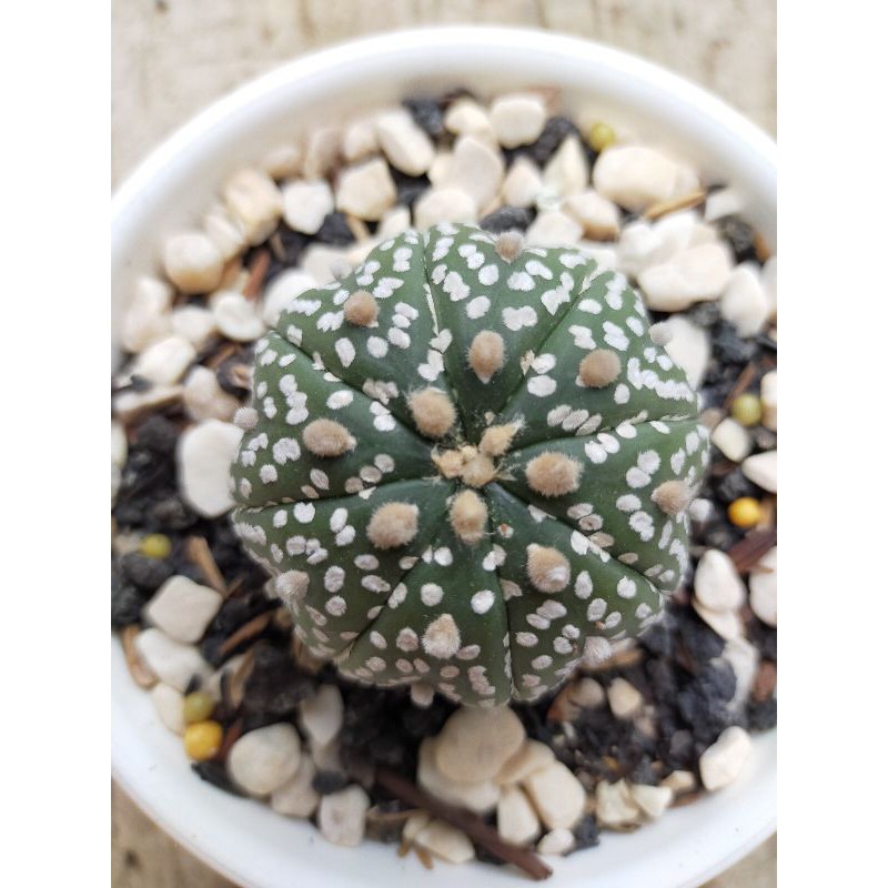 Astrophytum super kabuto