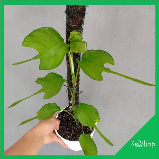 Epipremnum Skeleton Key Mature / Epip Skeleton Key / Epip Skeleton