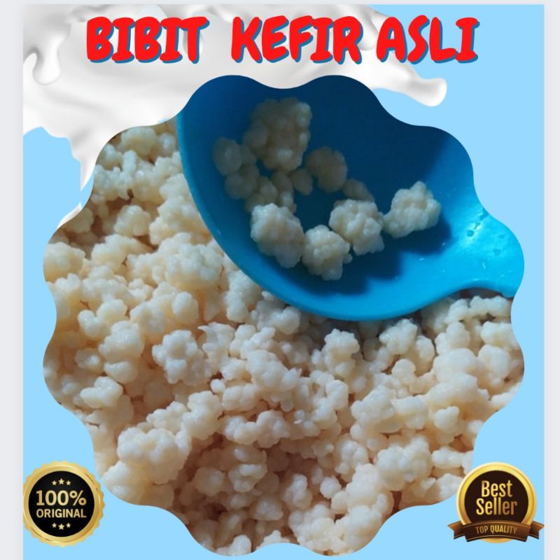 

Bibit Kefir grains Kualitas Premium 100% Asli