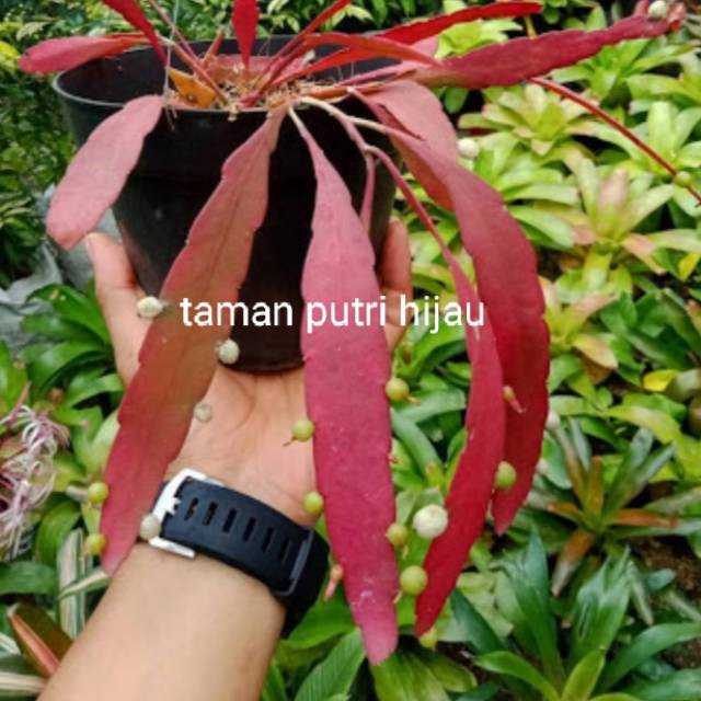 Tanaman hias gantung wijaya kusuma tasbih daun merah dengan bunga unik seperti tasbih