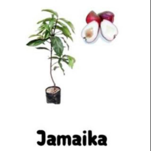 

jambu air jamaika
