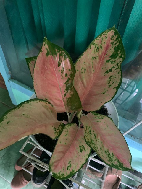 Tanaman Hias Aglonema Red Anja / Red Anjamani / Red Aglonema