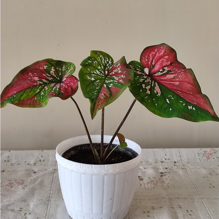 Ready Tanaman Hias Caladium Red Clone - Keladi Red Clone