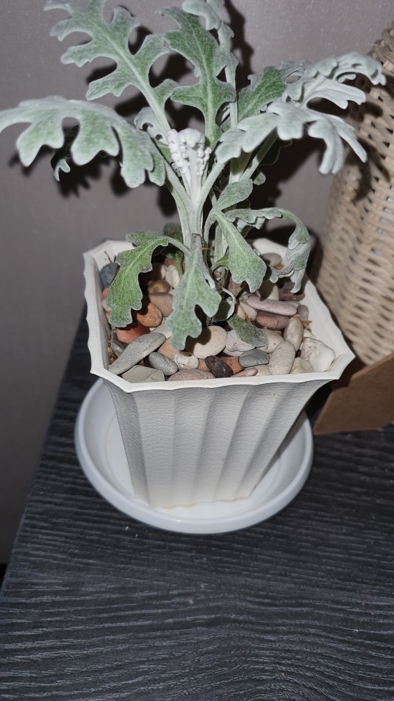 Tatakan Pot 12 Alas Pot Bunga Gbl T12 Putih Bersih Murah