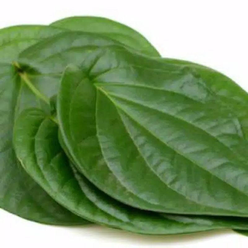 

daun sirih segar