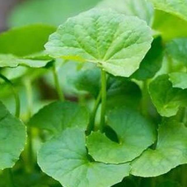 

Daun Pegagan Fres 250Gram