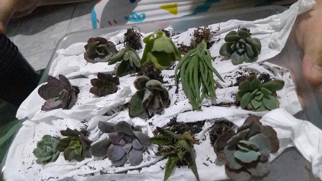 Sekulen Mini Isi 12 Pot