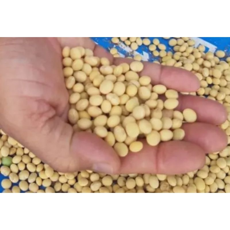 1kg BENIH KEDELAI LOCAL GROBOGAN