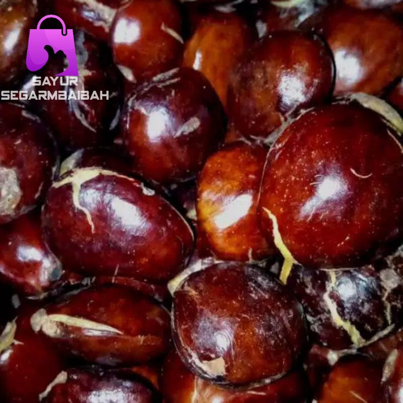 

jengkol tua segar/sayursegar