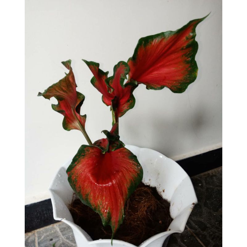 Caladium/Keladi Red Peacock