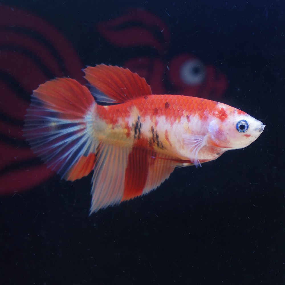 cupang female halfmoon nemo betina DES