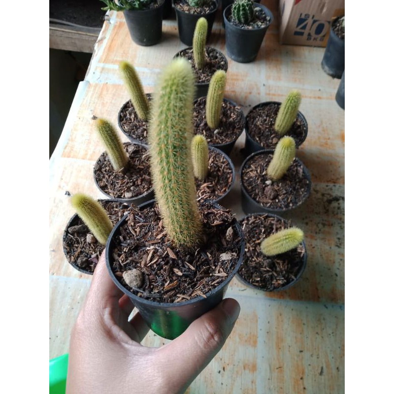 Bunga Ekor Tupai Ownroot