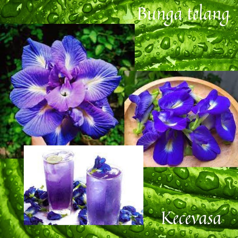 

TEH BUNGA TELANG KERING 10 GRAM 25 GRAM 50 GRAM 100 GRAM ORGANIK BIRU UNGU CELUP/KECEVASA