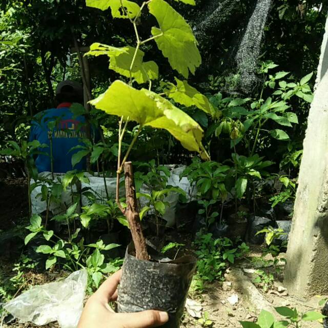 Bibit Anggur Lokal Hitam