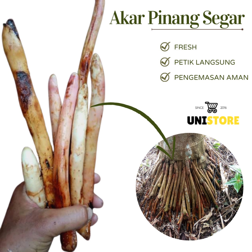 

Akar pinang 1kg