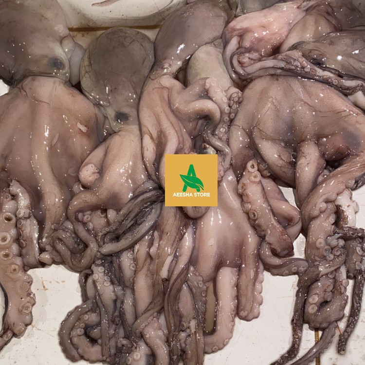 Gurita Segar Besar 500gr Octopus Besar Fresh AEESHASTORE