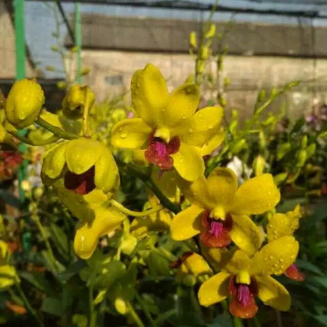 anggrek dendrobium thongcai