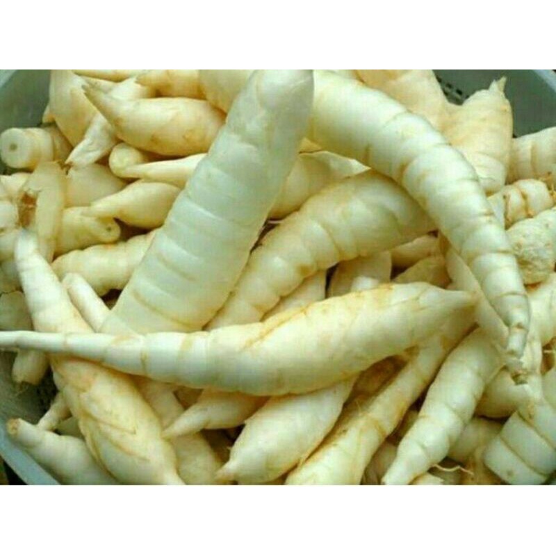 

ubi garut asli atau sagu pres segar( 1 kg)