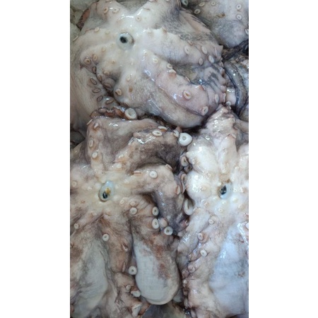 

Octopus/gurita fresh
