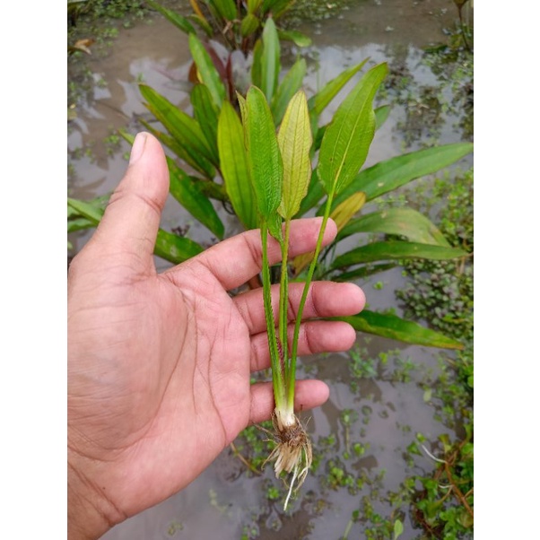 Echinodorus Agustina