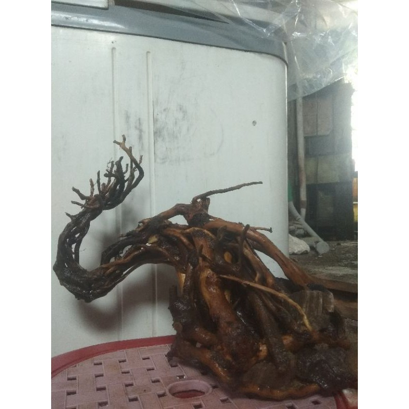 bonsai doyong senggani besar