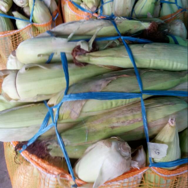 

Jagung Manis 1 kg