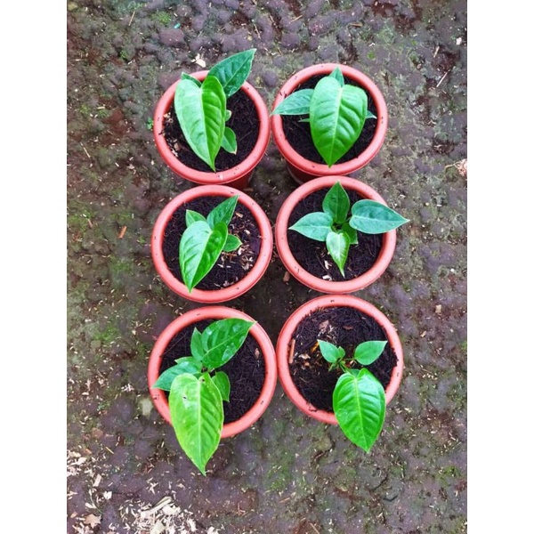 anthurium vietchii king original