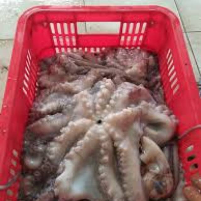

Gurita octopus frozen