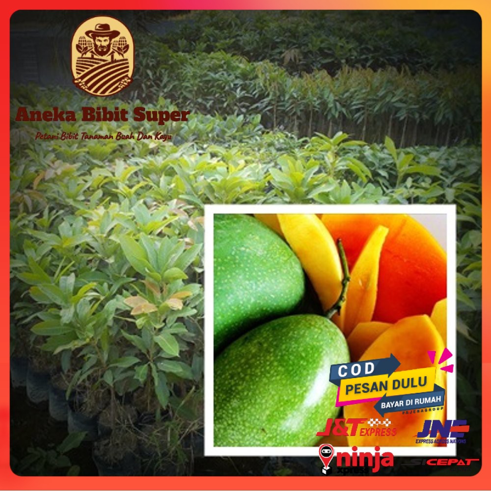 Bibit Mangga Manalagi Super Genjah