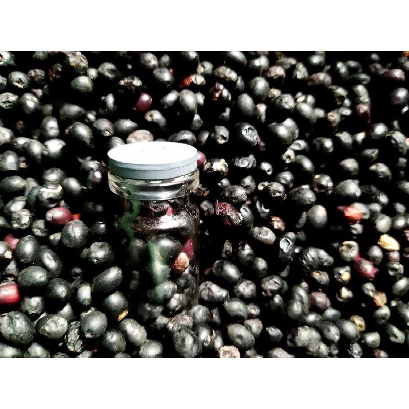 

biji Makasar/brucea javanica