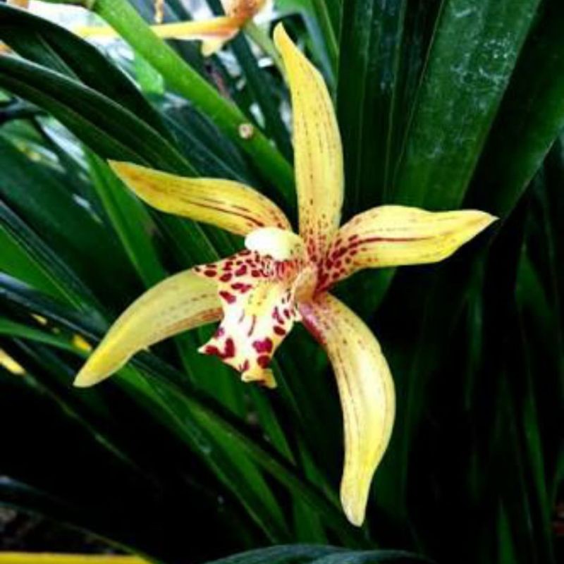 Anggrek Cymbidium ensifolium